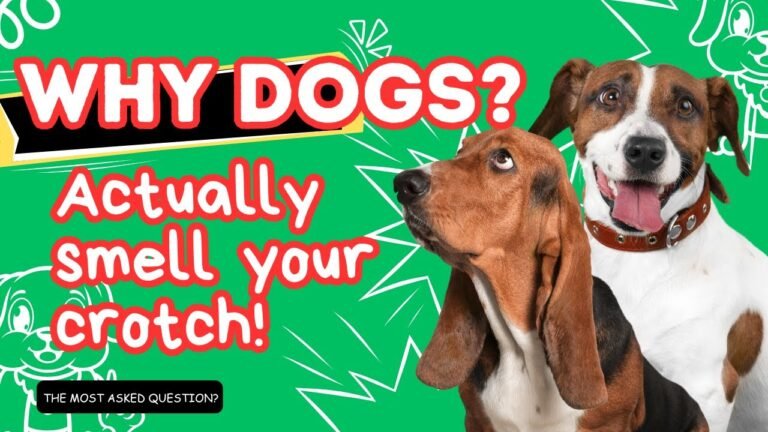 Smart DOG! IF your dog is sniffing your genital area, it means you have…