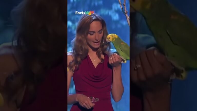 America’s Got Talent Echo of Animal Gardens