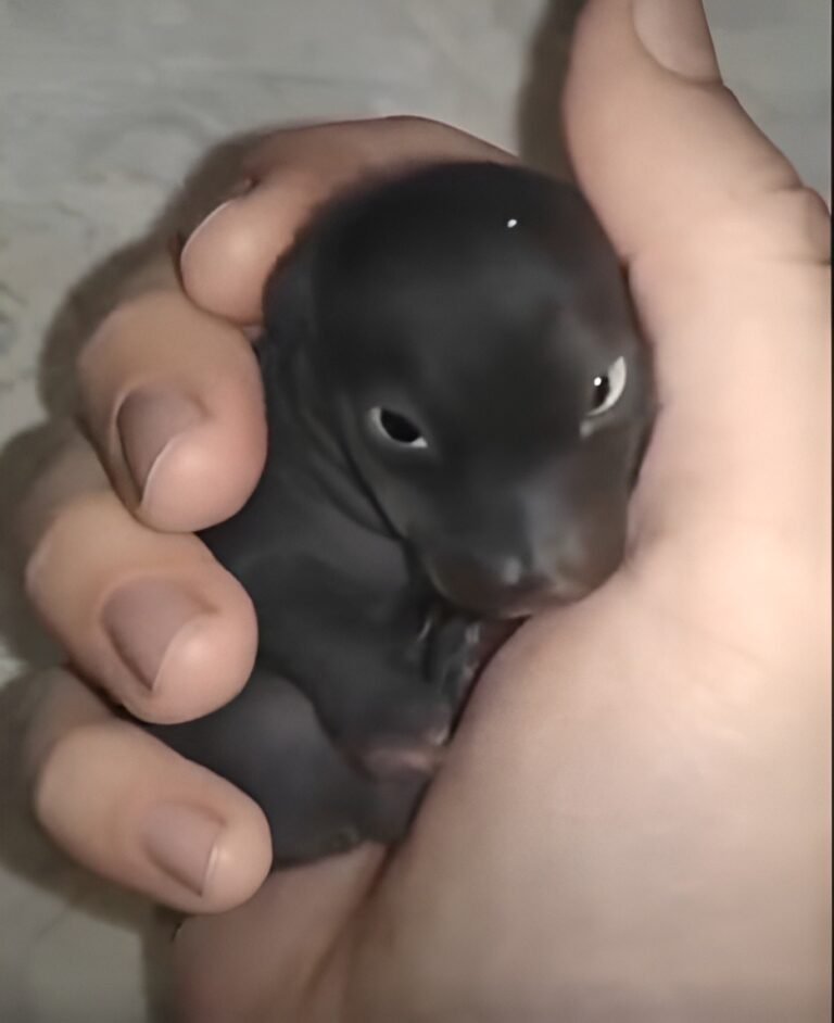 The Morning I Found a “Puppy” That Turned Out to Be Something Far More Extraordinary3